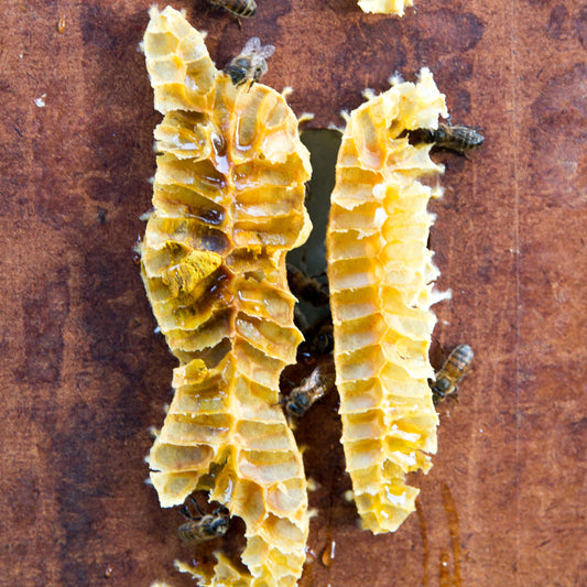 Propolis pure 50g